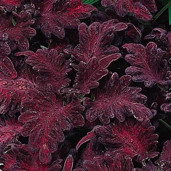 dragon black coleus